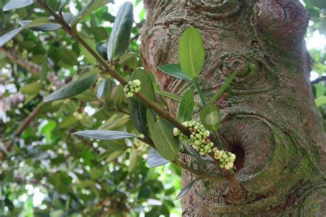 福樹果實|菲島福木(恆春熱帶植物園)